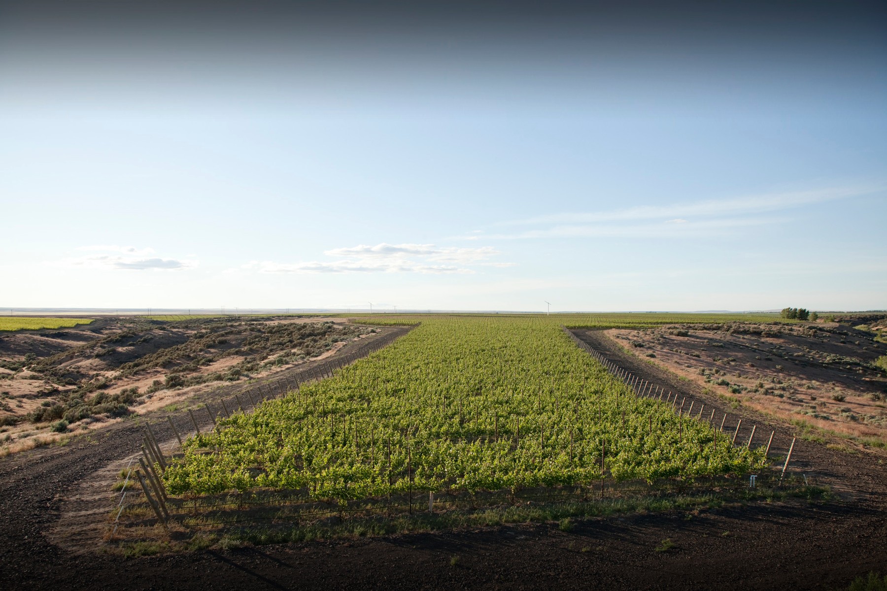 wide angle view of vineyard