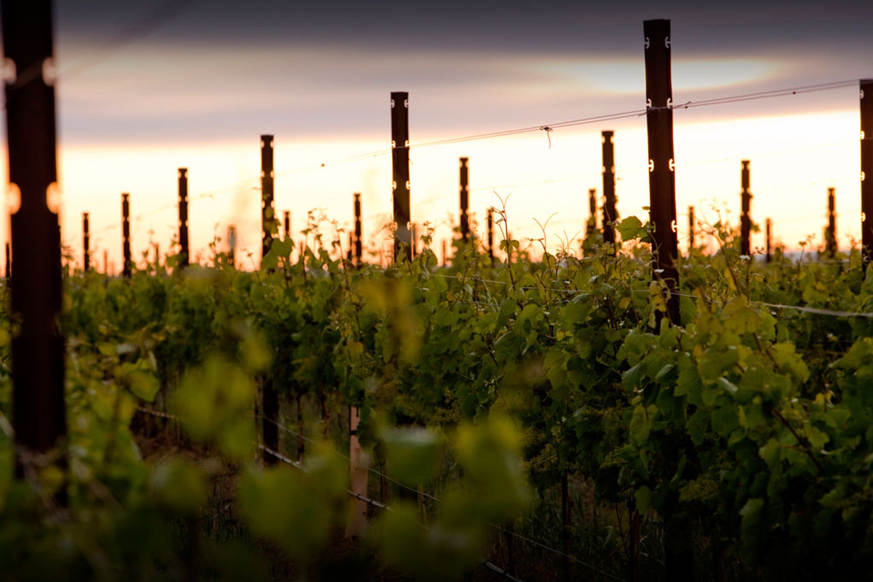 Vineyard during sunset