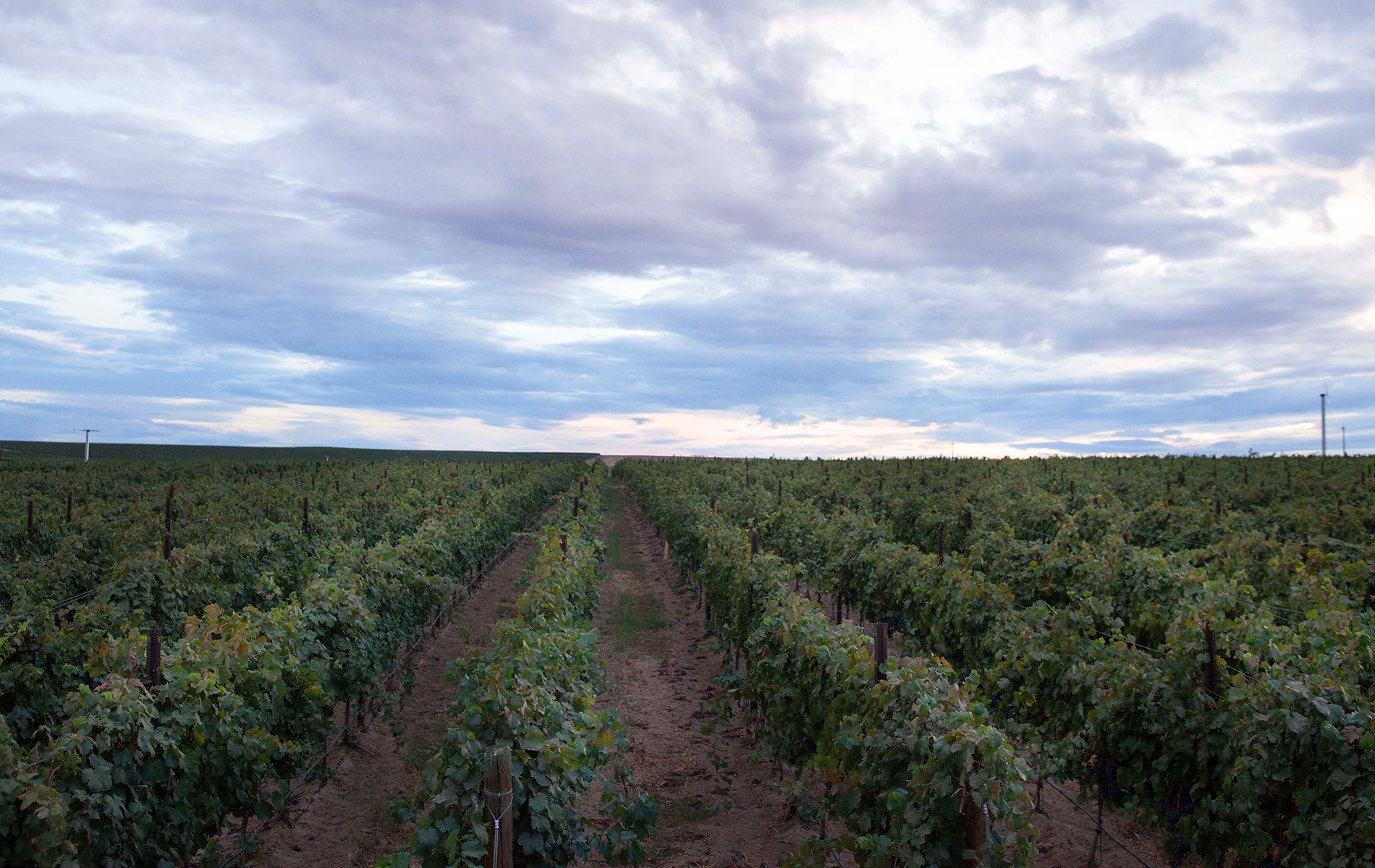 Vineyard field