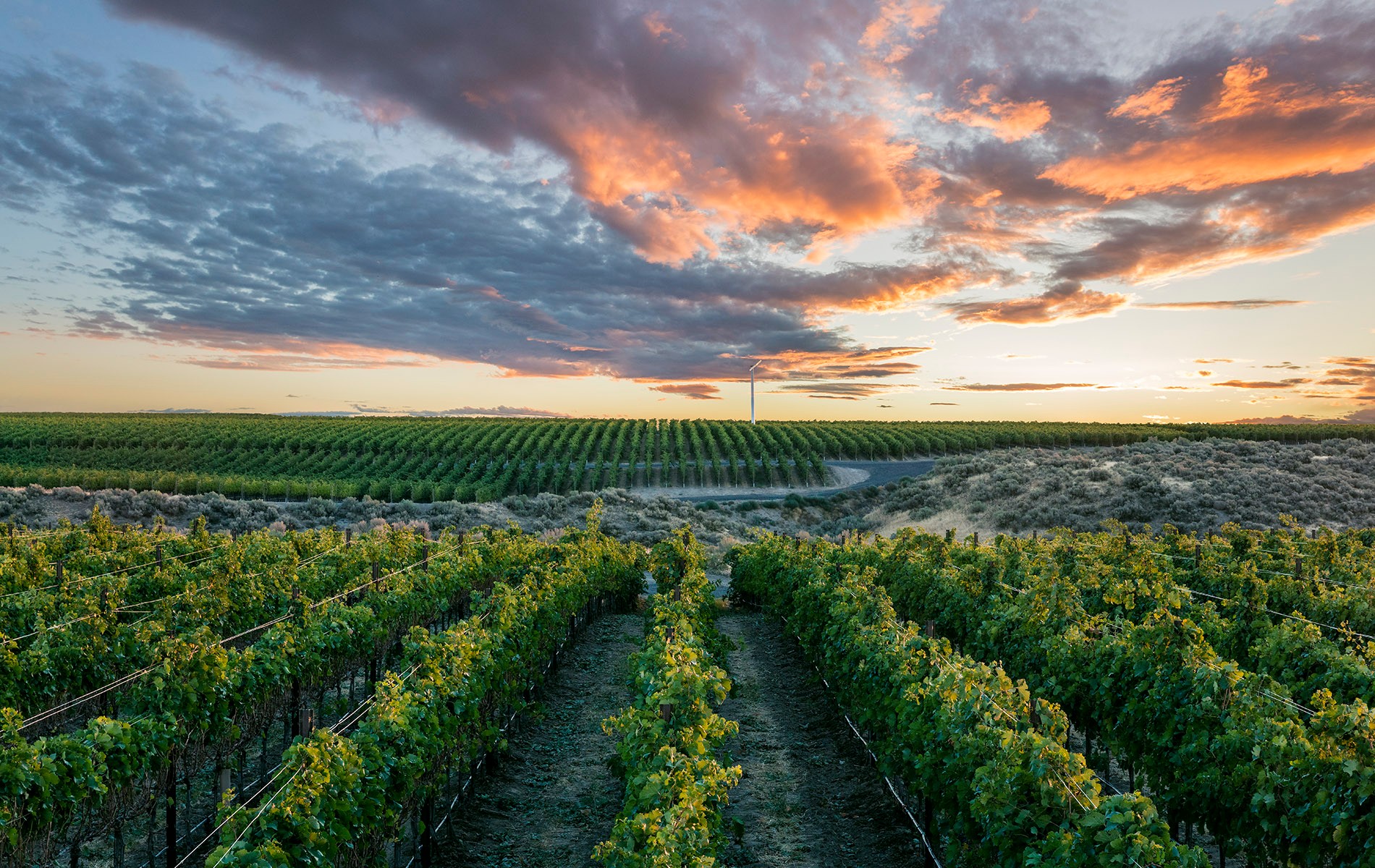 Vineyard with cloudy colorful sky