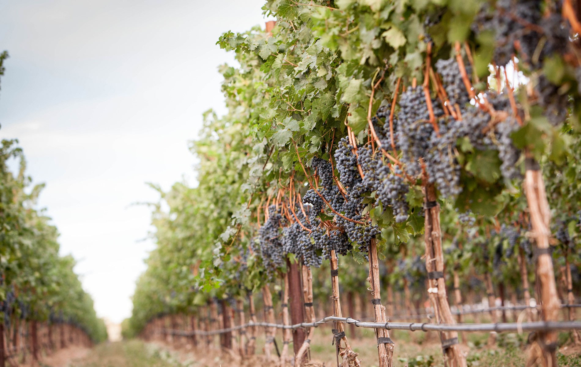 Grapes on the vine